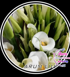 Aura Blooms  & Blossoms