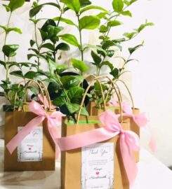 Gift plants viheli- තෑග්ගට පැලයක්